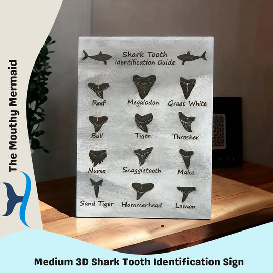 Shark Tooth Identification guide (medium)