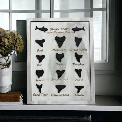 Shark Tooth Identification Guide Wall Hanging