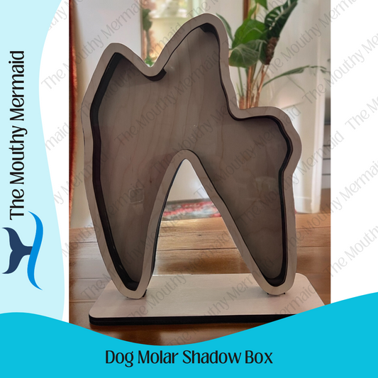 Dog Molar Shadow Box Display