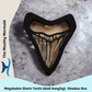 Shark tooth MEGALODON (WALL HANGING) Shadow Box Display