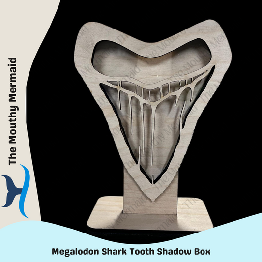 Shark tooth MEGALODON Shadow Box Display
