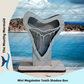 MINI Megalodon Tooth Shadow Box Display